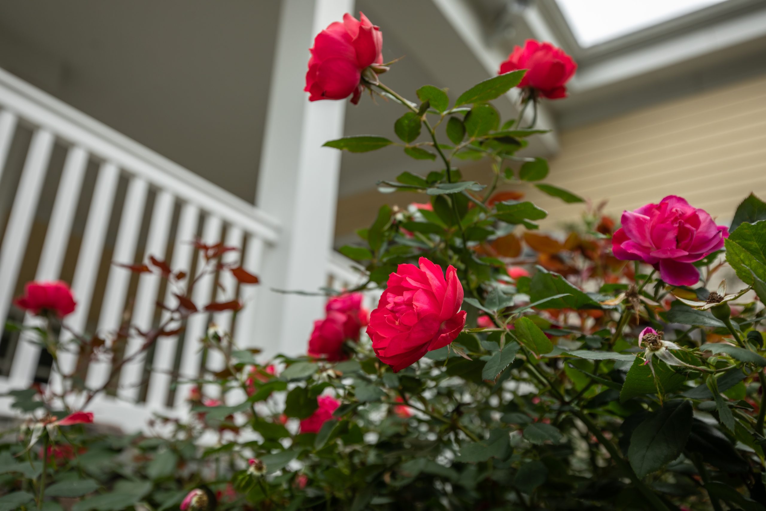 1_roses-scaled