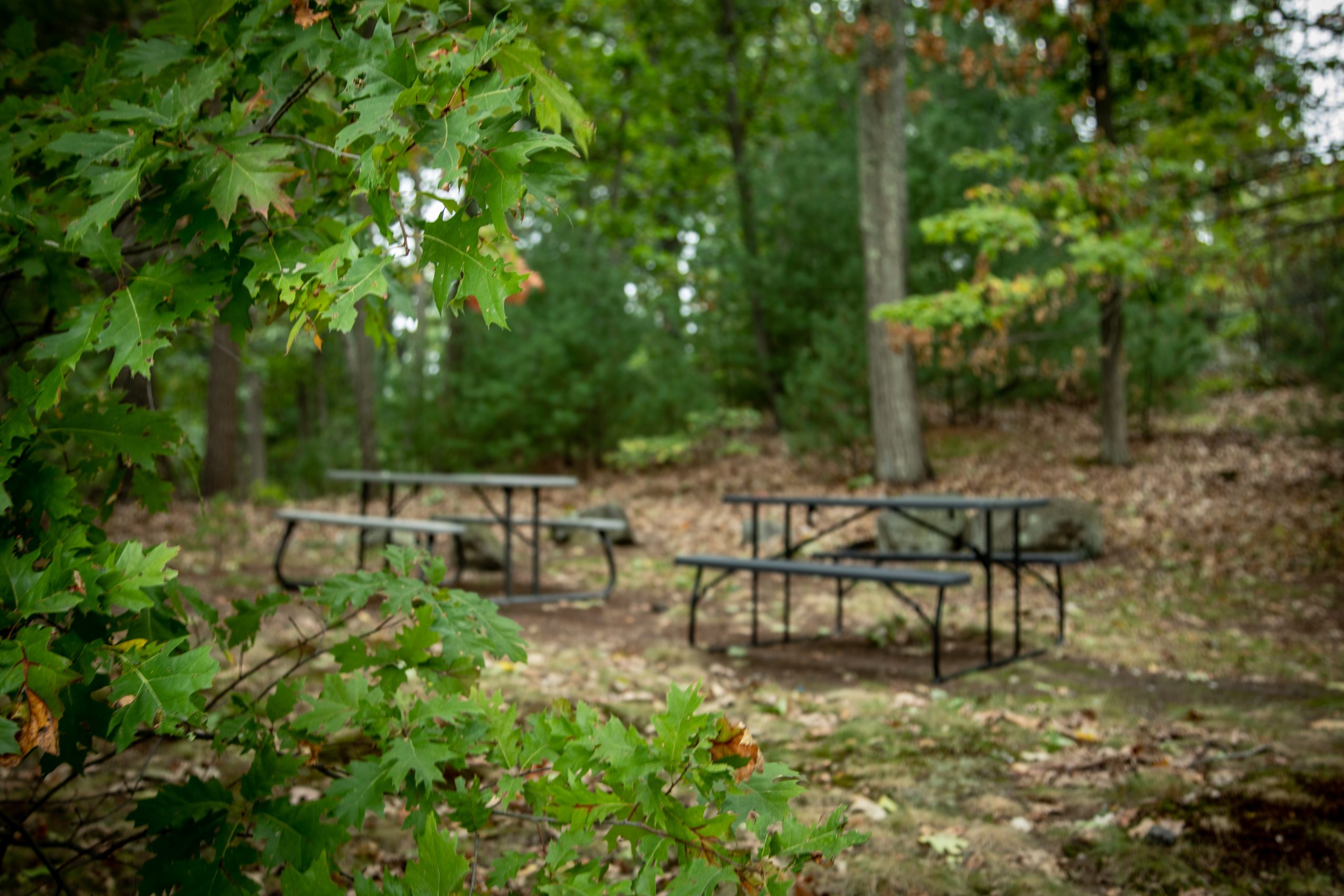 3_picnic-grove-scaled